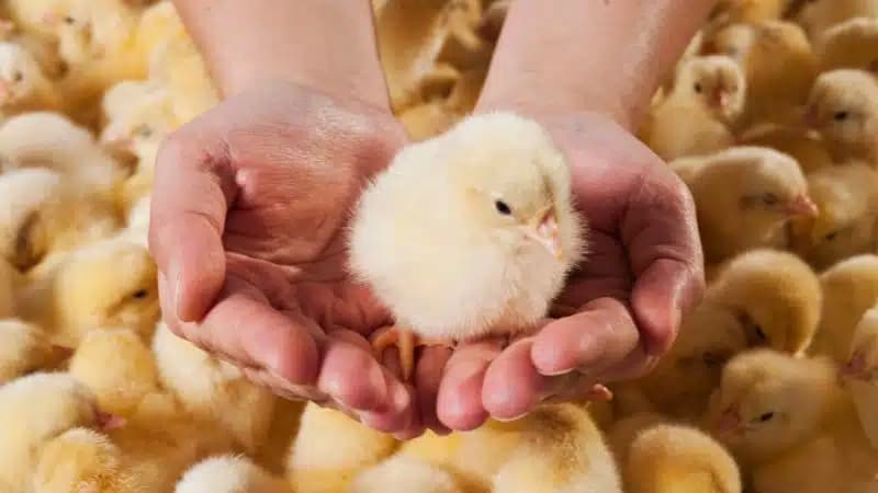 Cách nuôi gà con nhanh lớn trong môi trường nuôi dưỡng