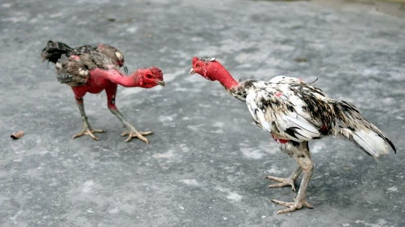 Các đặc điểm nổi bật của gà đòn nòi
